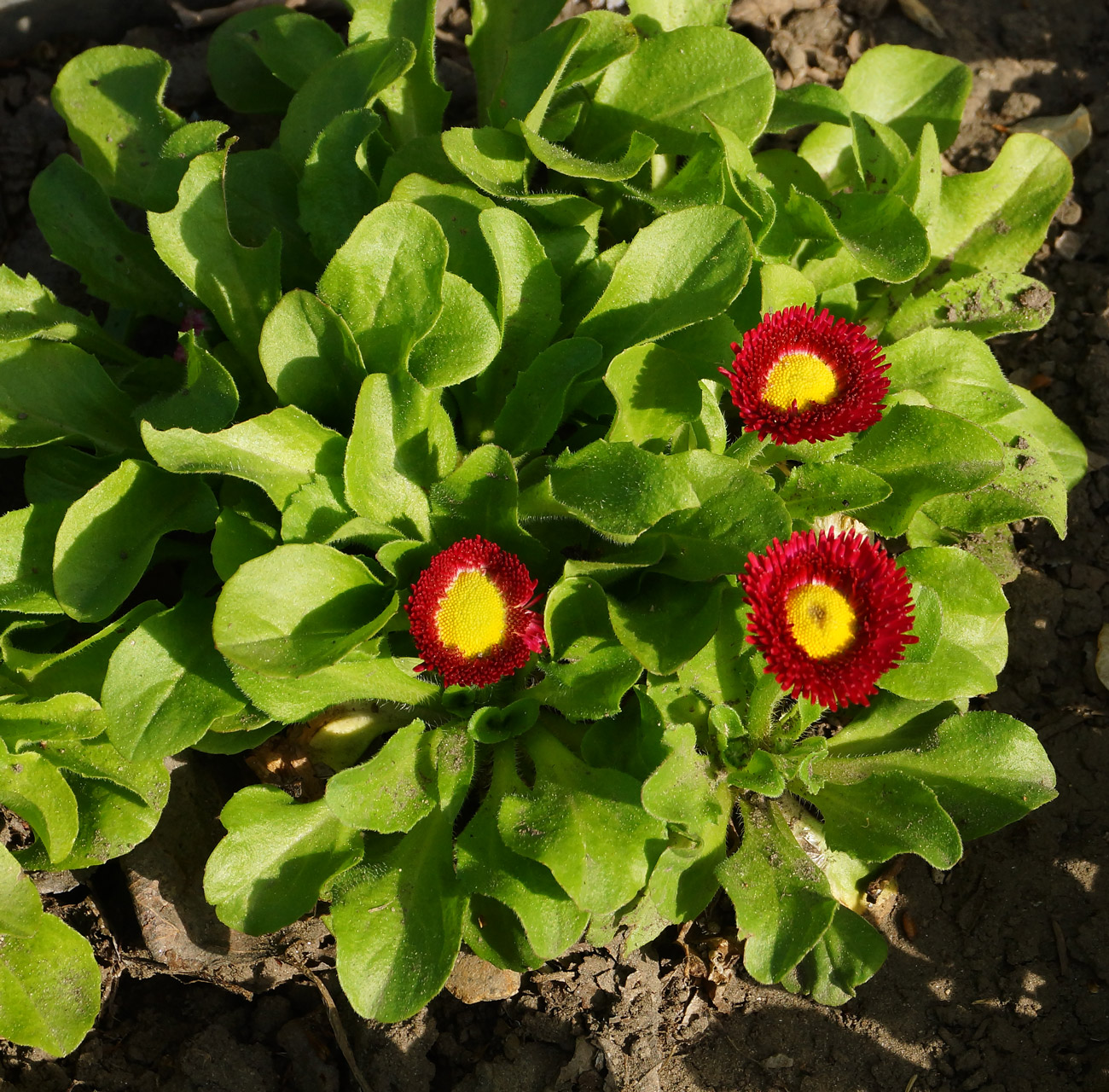 Изображение особи Bellis perennis.