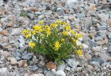 Senecio sosnovskyi