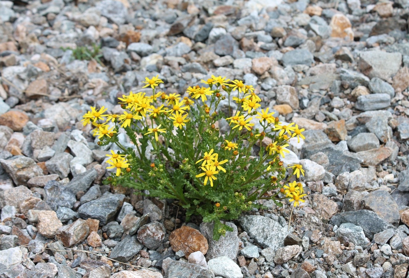 Image of Senecio sosnovskyi specimen.