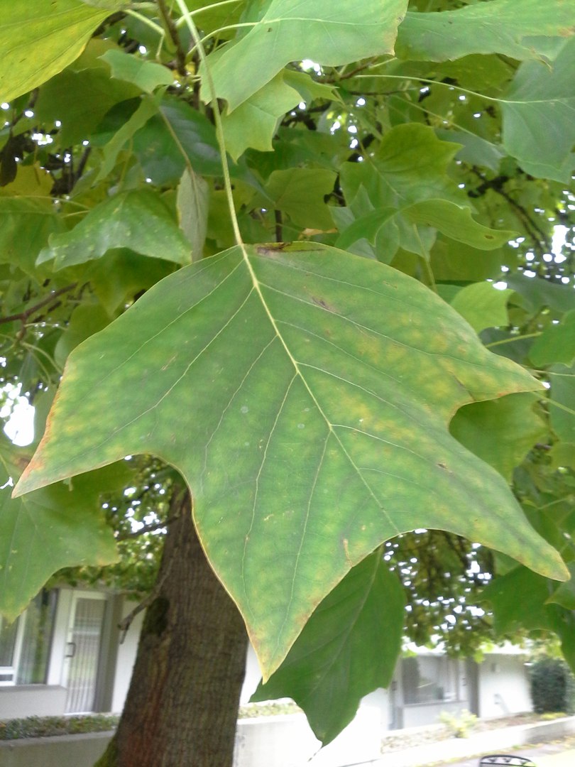 Image of Liriodendron tulipifera specimen.