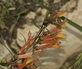 Lobelia laxiflora