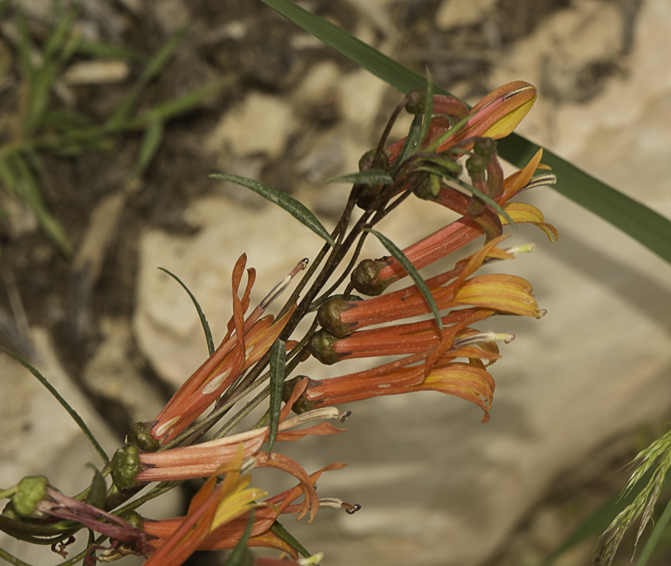 Изображение особи Lobelia laxiflora.