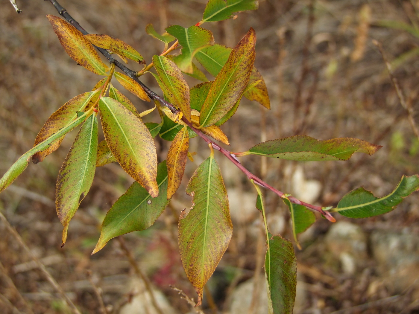 Image of Salix rorida specimen.