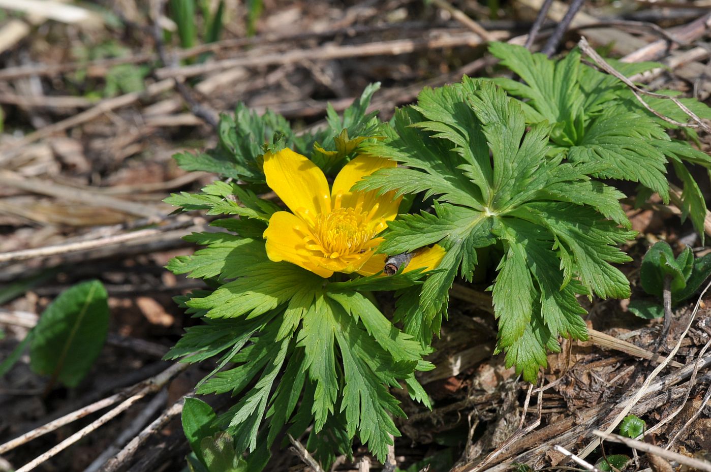 Изображение особи Trollius ranunculinus.