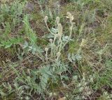 Hedysarum grandiflorum
