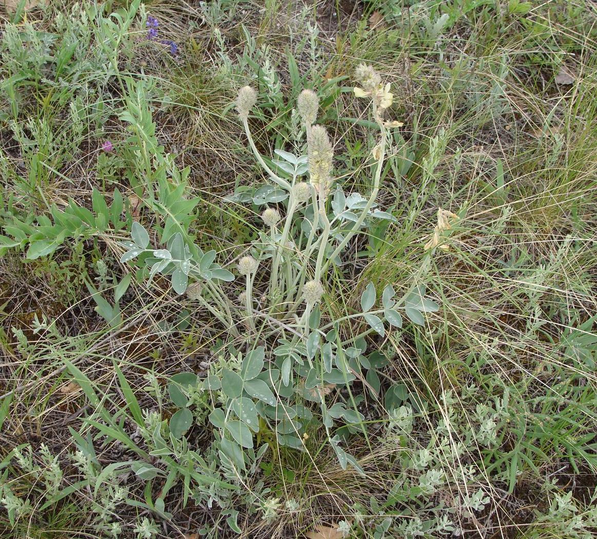 Image of Hedysarum grandiflorum specimen.