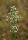Image of taxon representative. Author is Тамара Риб