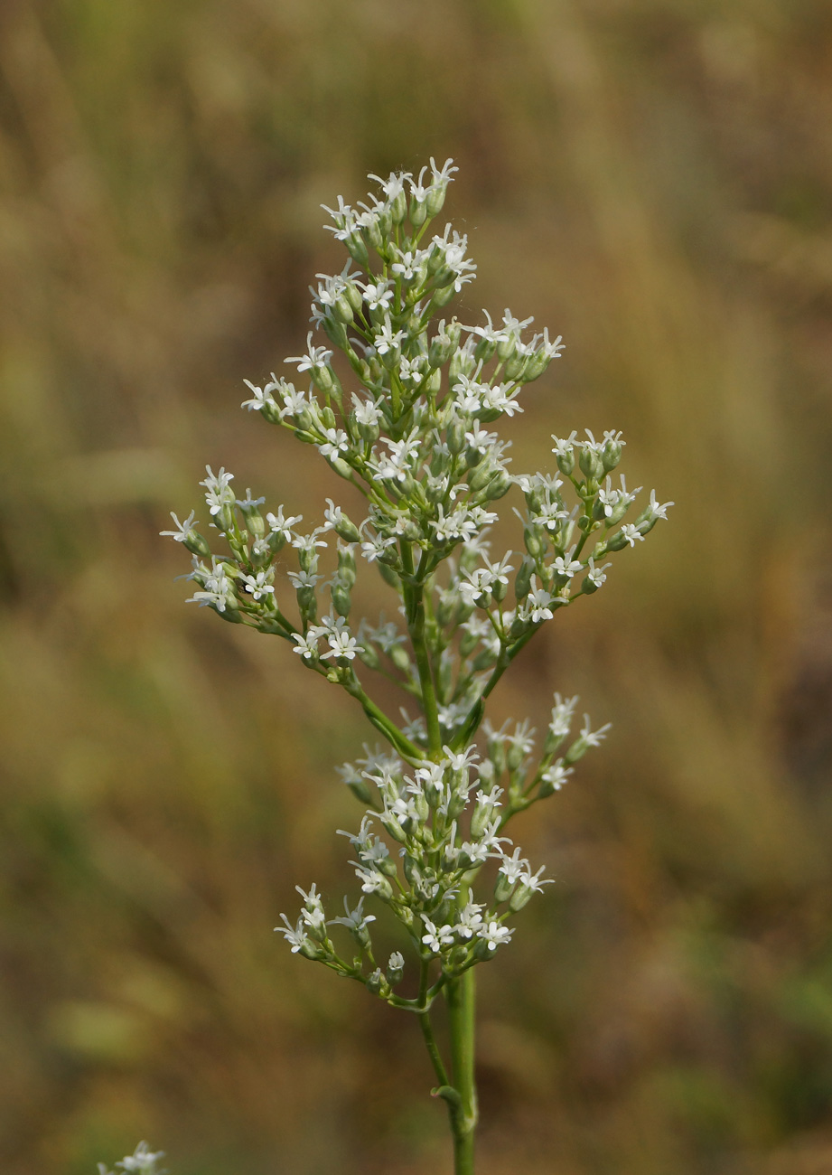 Image of Silene wolgensis specimen.