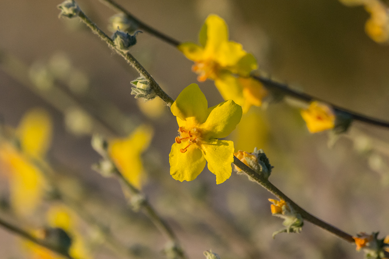 Изображение особи Verbascum pinnatifidum.