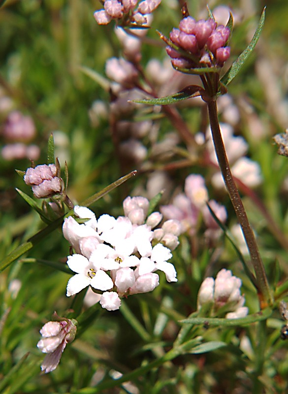 Image of Asperula accrescens specimen.