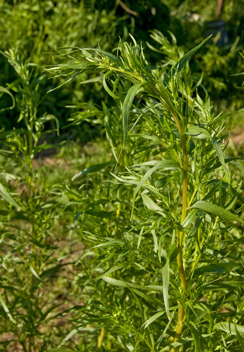 Изображение особи Artemisia dracunculus.