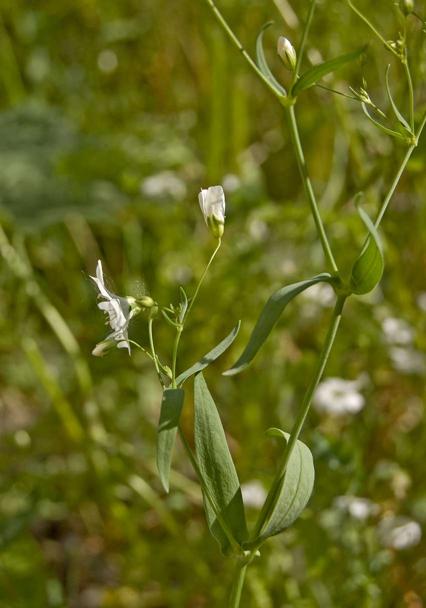 Image of Gypsophila elegans specimen.
