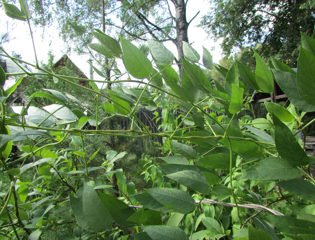 Image of Apios americana specimen.