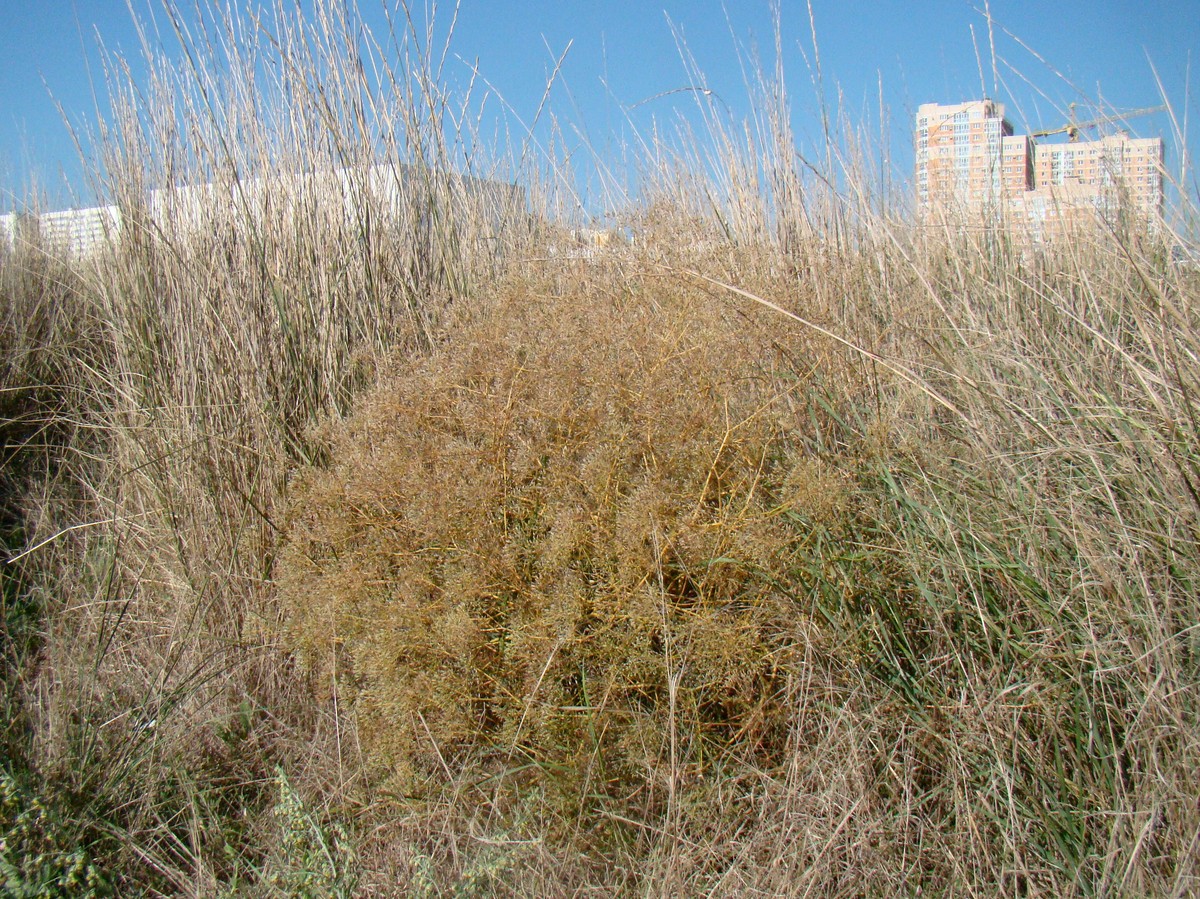 Image of Falcaria vulgaris specimen.