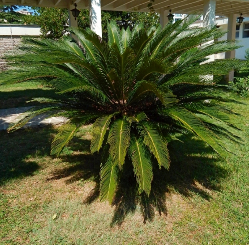 Image of Cycas revoluta specimen.