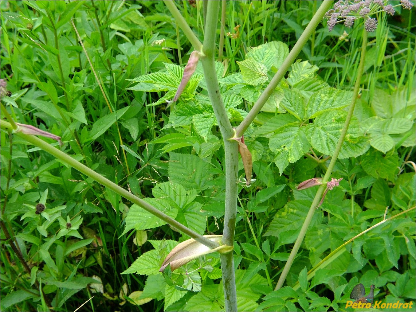 Изображение особи Angelica sylvestris.