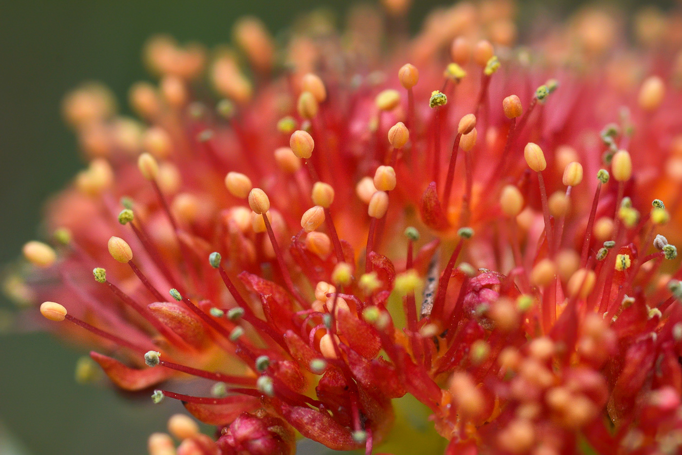 Image of Rhodiola linearifolia specimen.