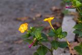 Mirabilis jalapa