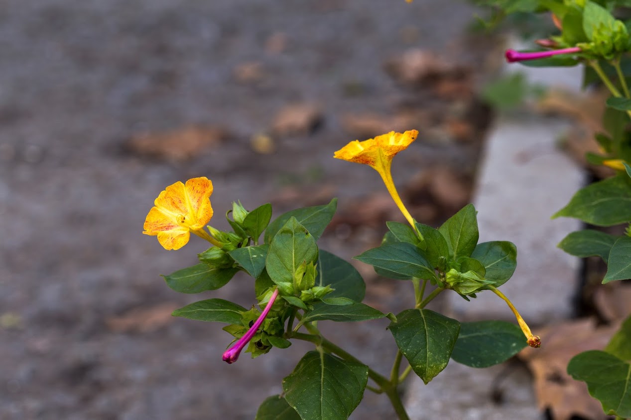 Изображение особи Mirabilis jalapa.