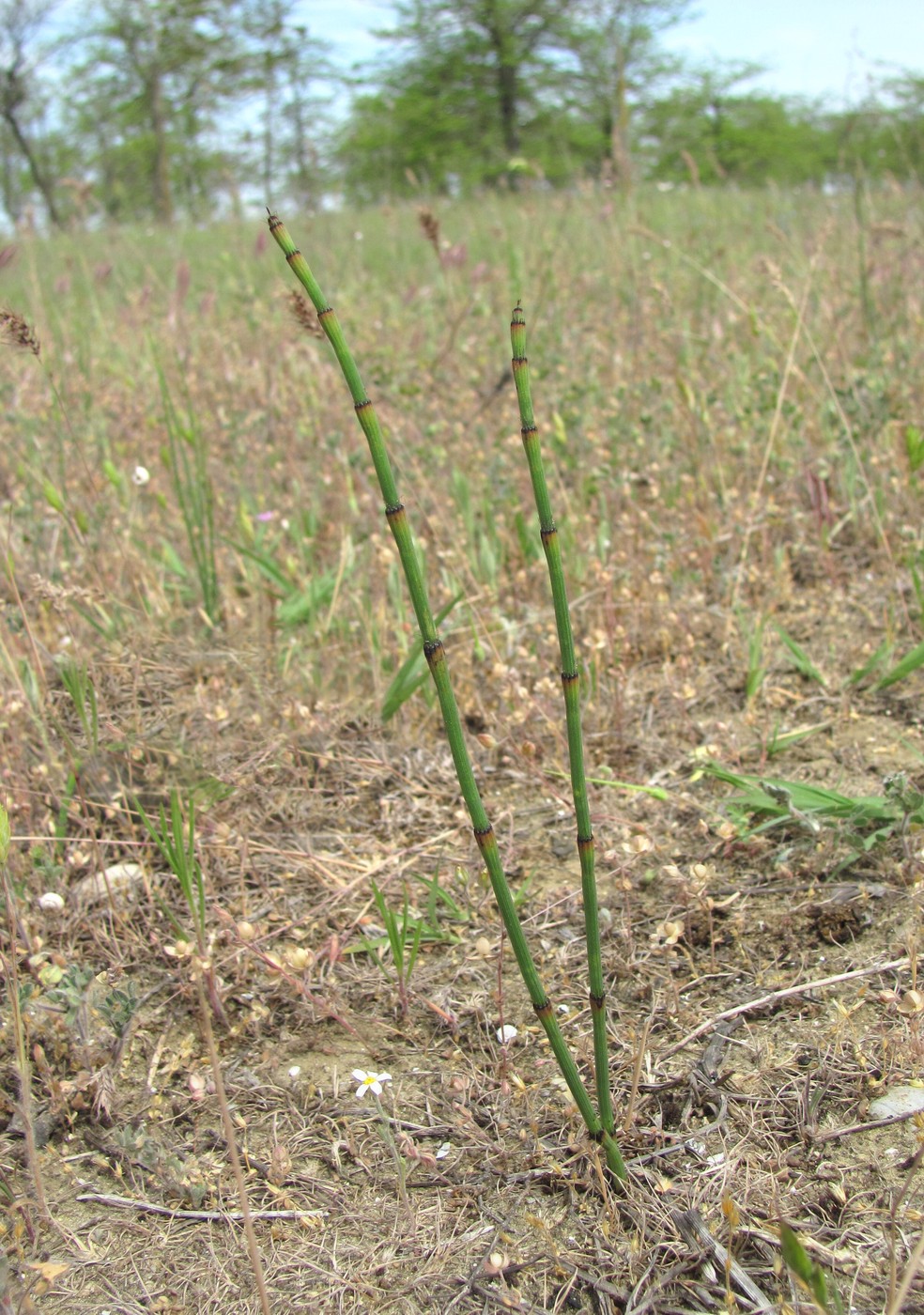 Image of Equisetum ramosissimum specimen.