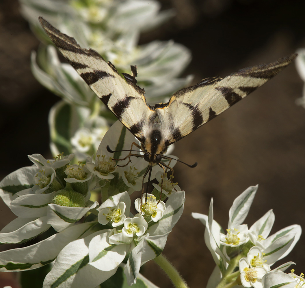 Image of Euphorbia marginata specimen.