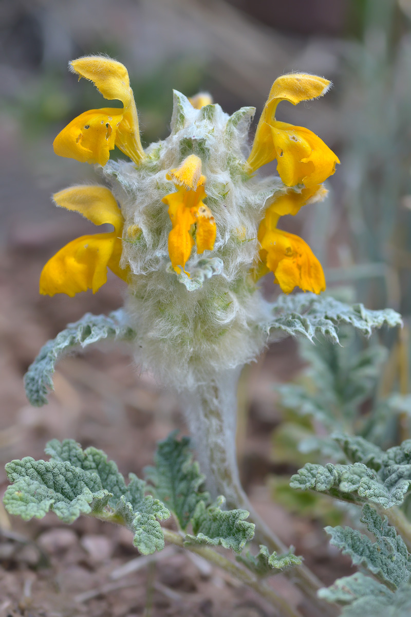 Image of Phlomoides speciosa specimen.