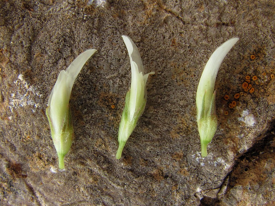 Image of Trifolium montanum specimen.