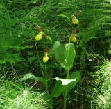 Cypripedium calceolus. Верхушки цветущих растений. Иркутская обл., Слюдянский р-н, долина р. Слюдянка, смешанный лес. 24.06.2018.