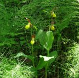 Cypripedium calceolus. Верхушки цветущих растений. Иркутская обл., Слюдянский р-н, долина р. Слюдянка, смешанный лес. 24.06.2018.