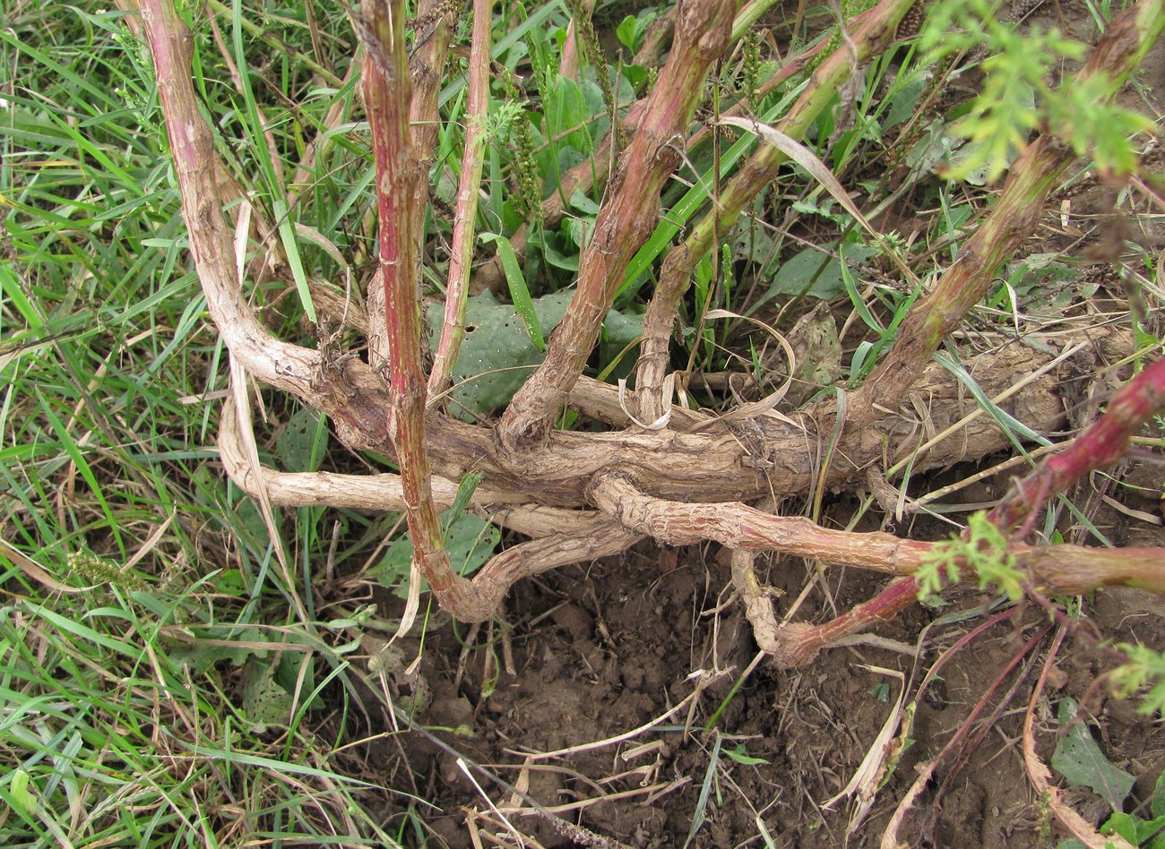 Изображение особи Artemisia annua.