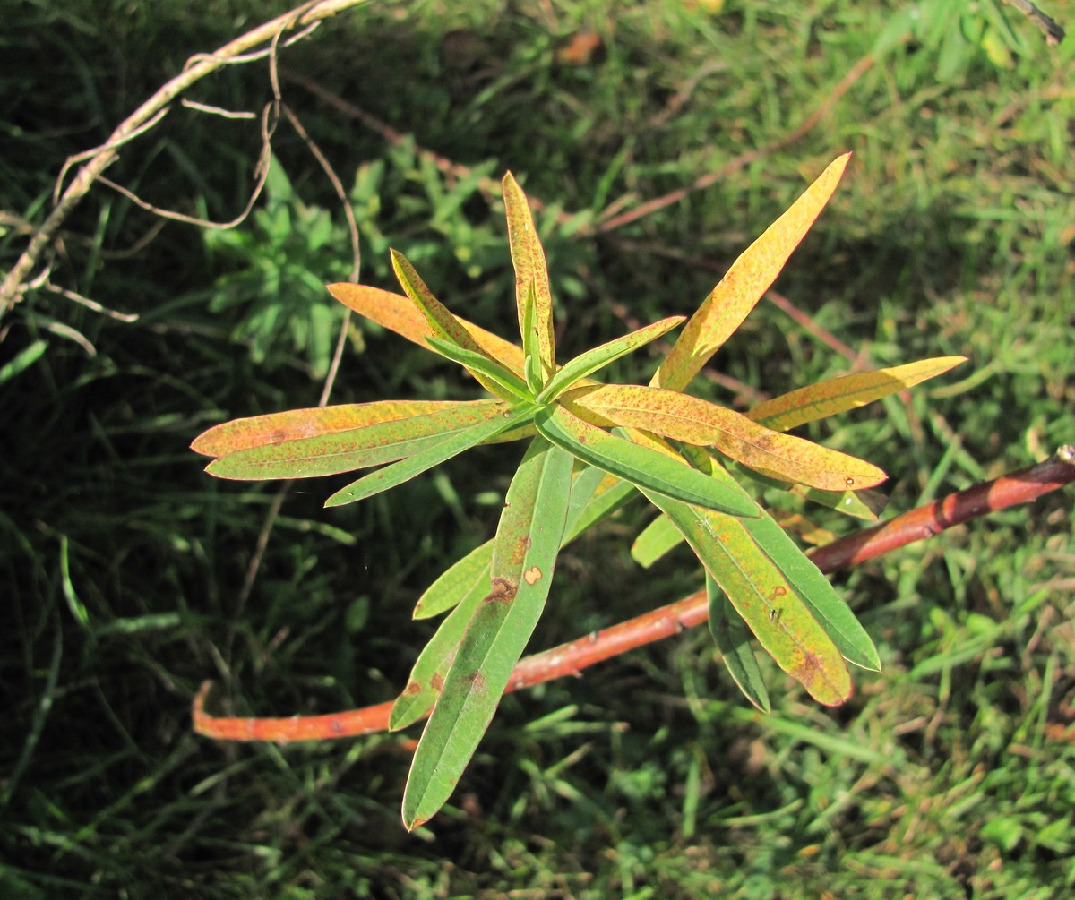 Изображение особи род Euphorbia.