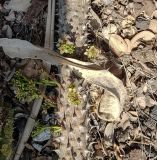 Alluaudia ascendens