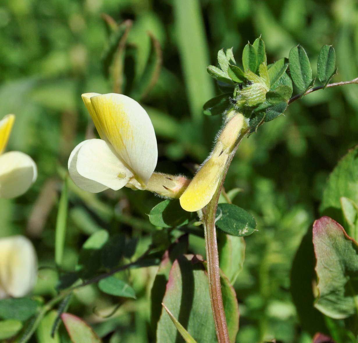 Image of Vicia hybrida specimen.