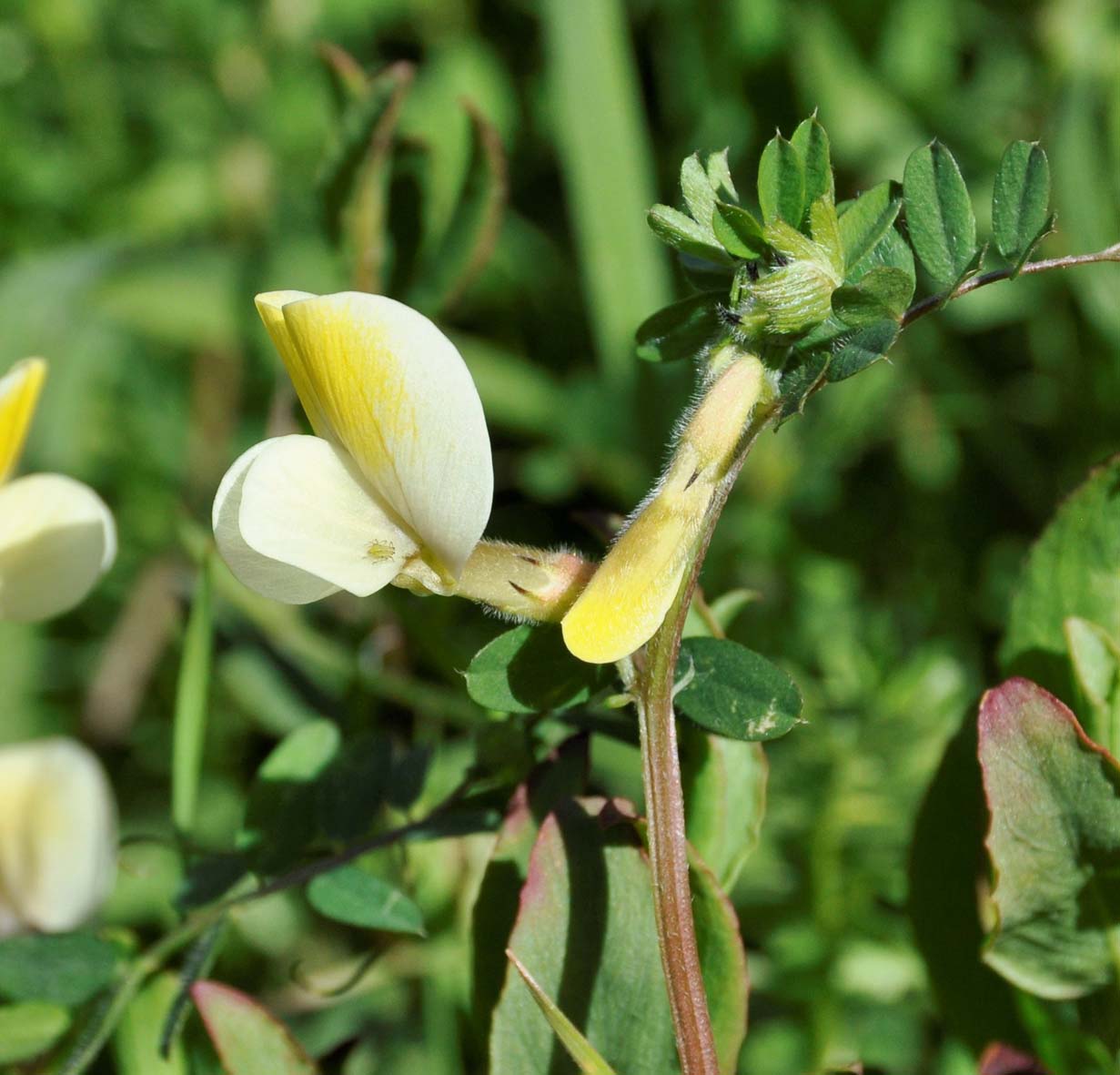 Изображение особи Vicia hybrida.