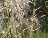 genus Stipa