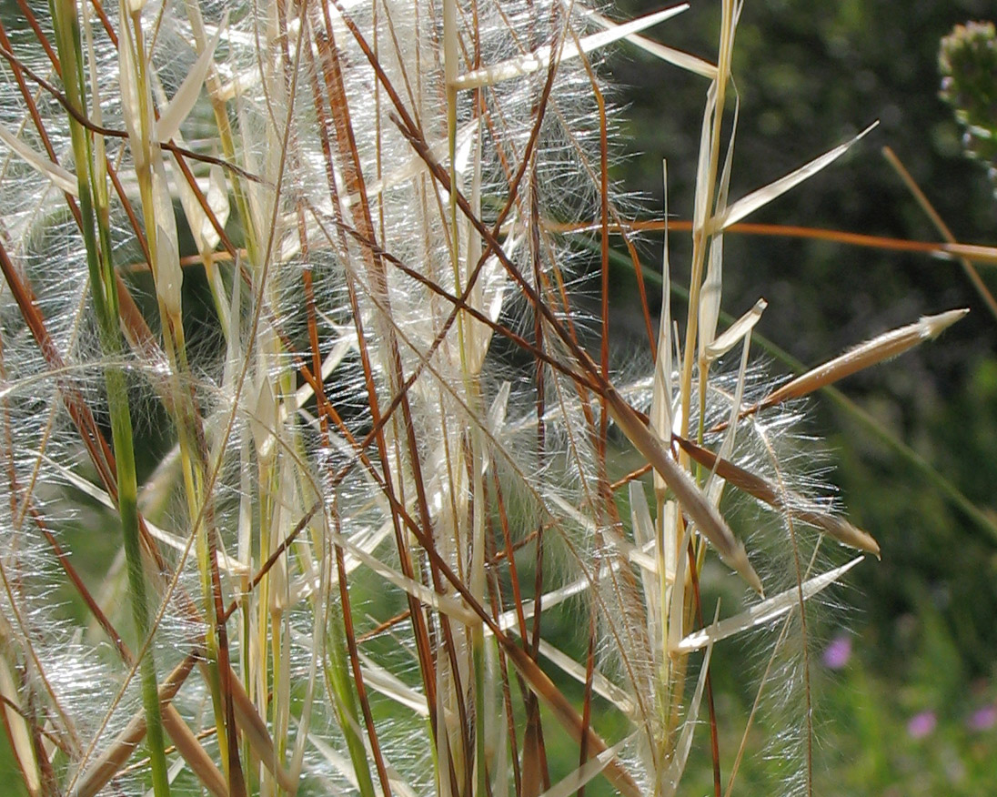 Изображение особи род Stipa.