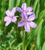 Erodium laciniatum