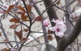 genus Prunus