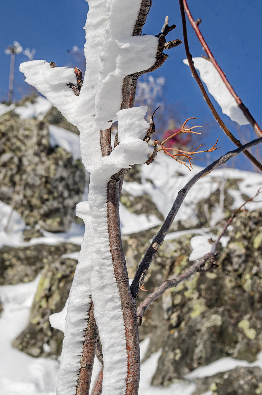 Image of genus Sorbus specimen.