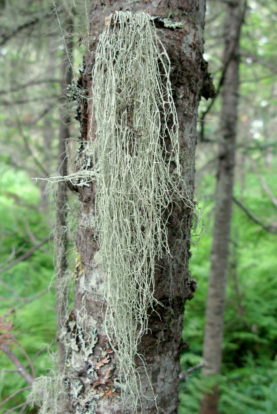 Image of Evernia divaricata specimen.