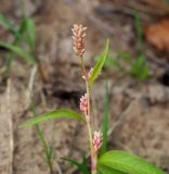 Persicaria scabra