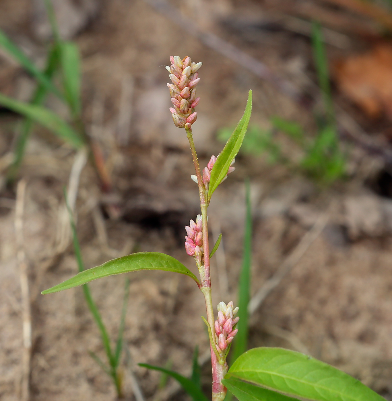 Image of Persicaria scabra specimen.