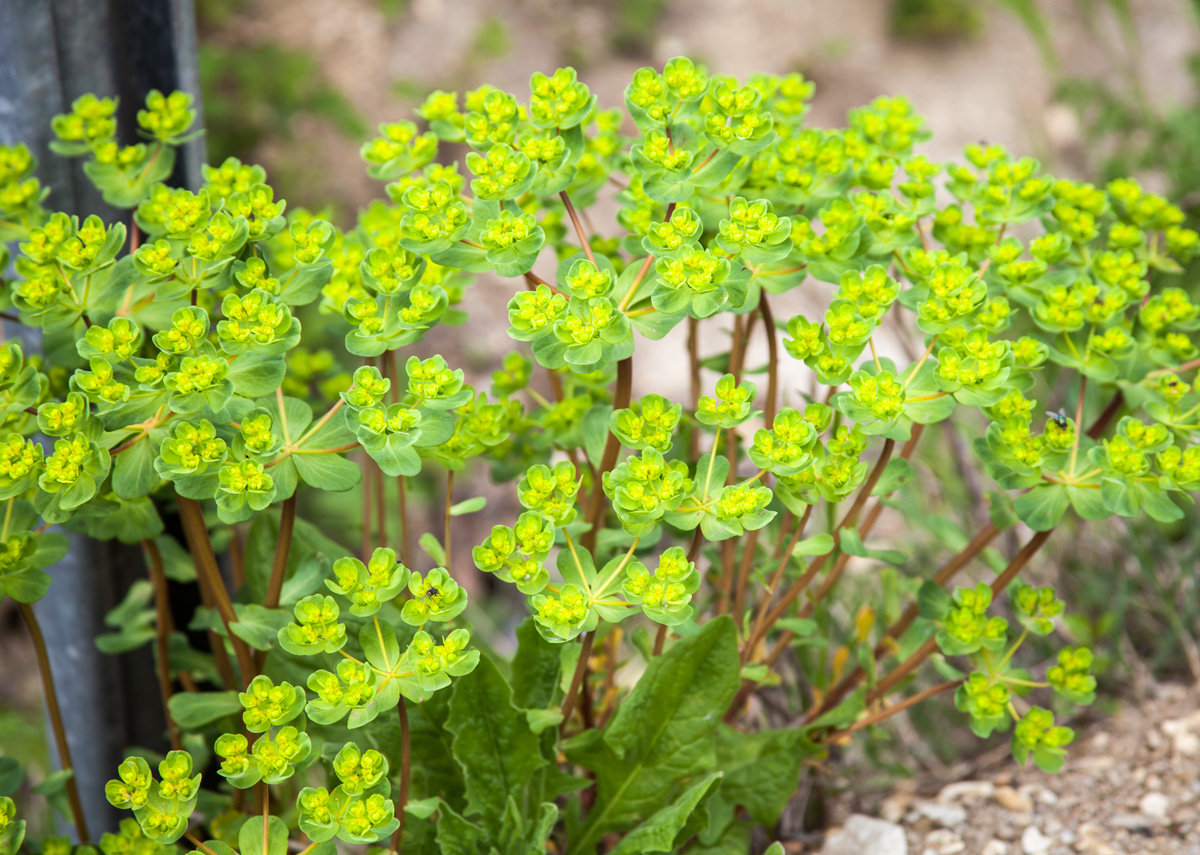 Изображение особи Euphorbia helioscopioides.