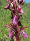 Anacamptis collina подвид fedtschenkoi. Часть соцветия. Дагестан, окр. г. Дербент, луг. 23.04.2019.