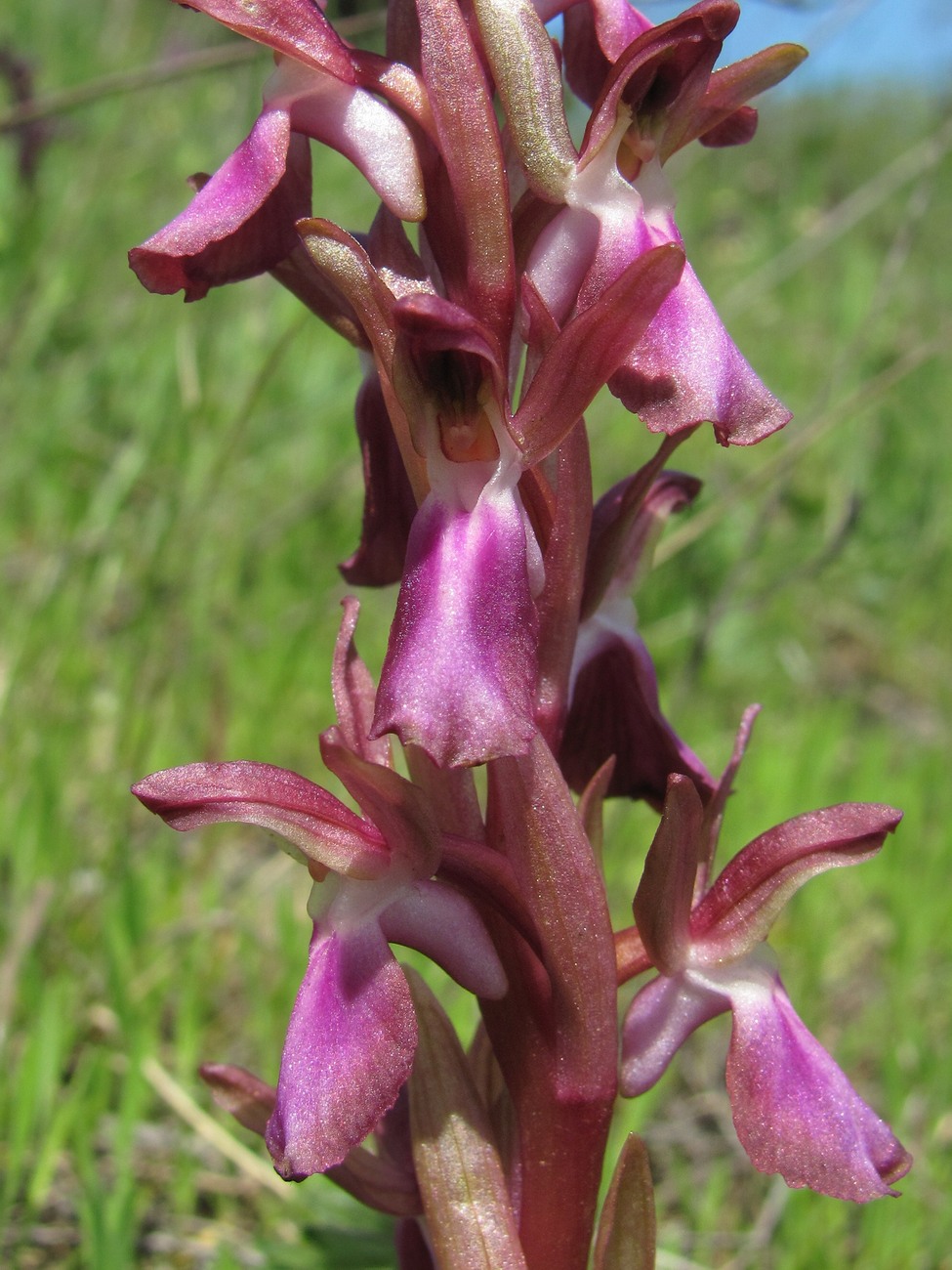 Изображение особи Anacamptis collina ssp. fedtschenkoi.