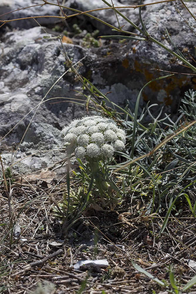 Image of Seseli gummiferum specimen.