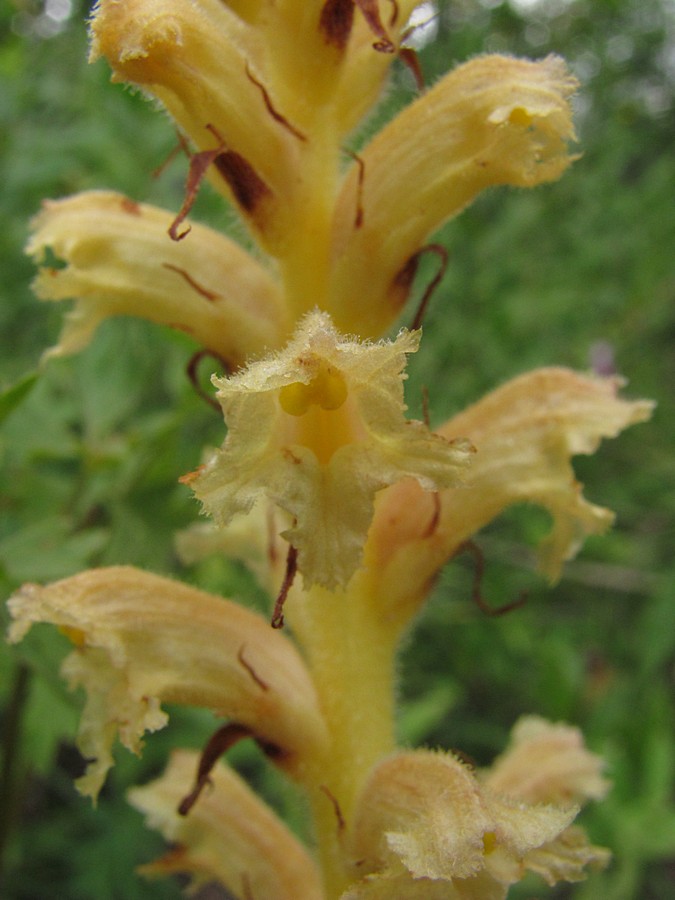 Image of Orobanche lutea f. pallens specimen.