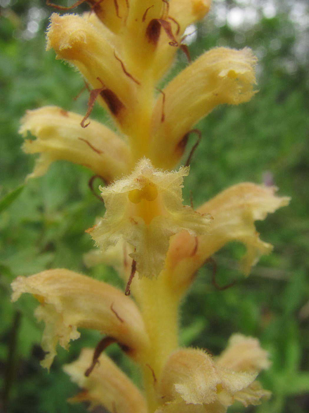 Image of Orobanche alsatica specimen.