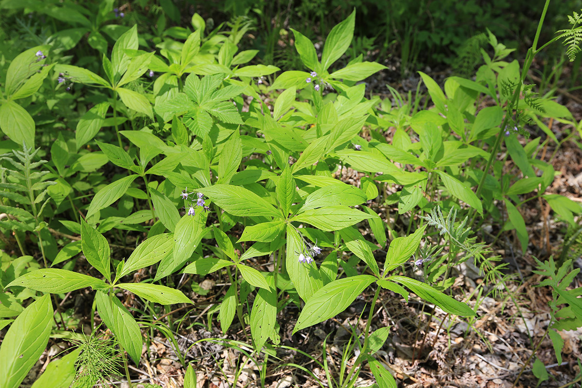 Изображение особи Brachybotrys paridiformis.