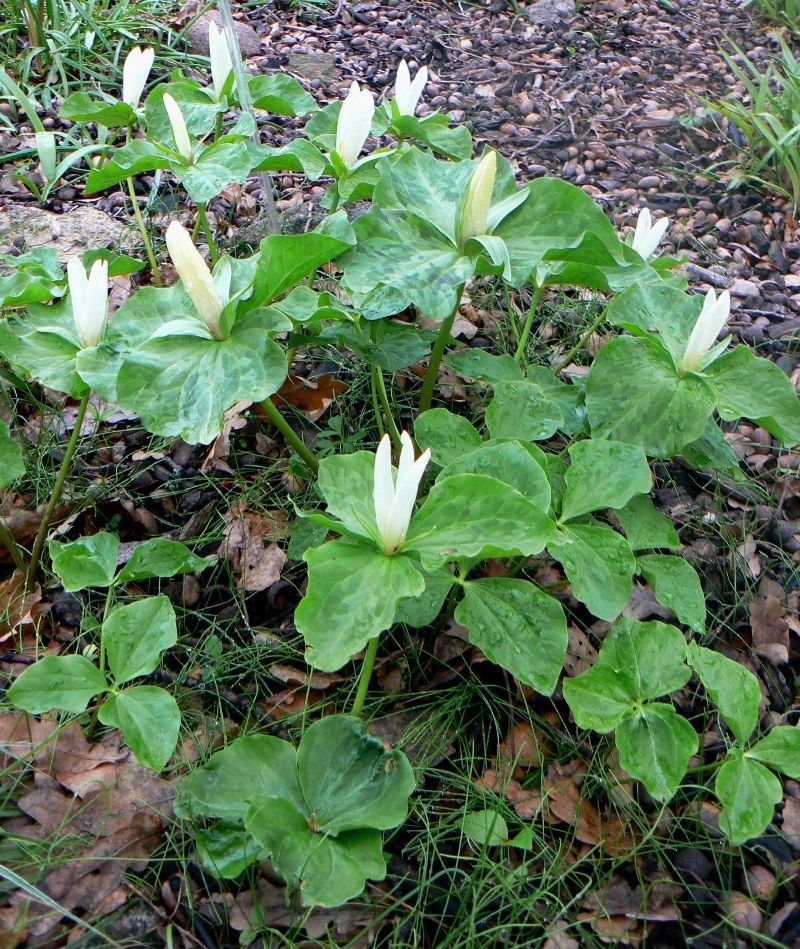 Изображение особи Trillium sessile.